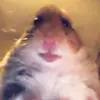 Harry Bullock - @harrybullock1 - TikTok