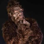 Harry Bushman - @the_hairy_bushman - Instagram