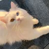 harrycabral5 - @harry.cabral1 - TikTok