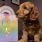 H A R R Y 🐶🥎🍖🍦 - @harry.casey23 - Instagram