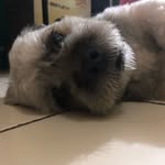 Harry Castor - @misharryandfriends - Instagram