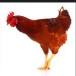 Harry (chick magent) Warner - @harry_warner_chicken - Instagram