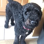 Harry - @harrychick321 - Instagram