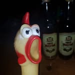 Harry the Chick - @harrythetravellingchick - Instagram