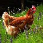 The Eggs Mom () - @harry_chicken - Instagram
