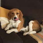 Harry Notre Chien Fou - @harrynotrebeagle - Instagram