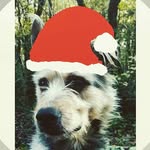 Harry/chien - @harryetcompagnie - Instagram