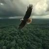 Chong Harry - @chong.harry1 - TikTok