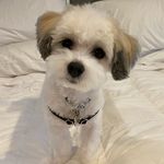 Harry Chung - @harrythehavaton - Instagram