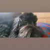 harryclancy6 - @harryclancy6 - TikTok