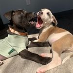 Harry & Clay - @hairyclay - Instagram