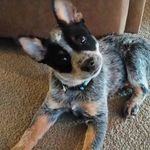 Harry_clever_cattle - @harry_clever_cattle - Instagram