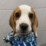 Harry Larry Clever 🐾🐕 - @harry_el_beagle_styles - Instagram