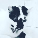 Ran. By Thomas Commercial - @alfie__harry_clyde_bertie_bon - Instagram