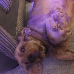 Harry Coates - @sn00pdoghaz64 - Instagram