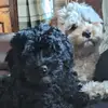 Harry Collier - @harry.collier6 - TikTok