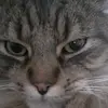 Harry Colson - @harry.colson - TikTok