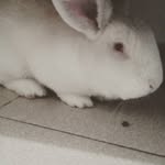 soy harry - @harry_conejo - Instagram