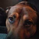 Harry Crossman - @harry1235780 - Instagram