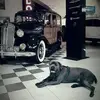 harrycuttsjr - @harrycuttsjr - TikTok