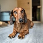 🌭 𝐇𝐚𝐫𝐫𝐲 & 𝐍𝐞𝐫𝐨, 𝐝𝐚𝐜𝐡𝐬𝐡𝐮𝐧𝐝𝐬🌭 - @harry_and_nero_dachshunds - Instagram