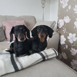 @coco_harry_dachshunds - Instagram