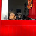 Harry & Bella - @harryandbellathedachshunds - Instagram