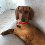 @harry__dachshund - Instagram