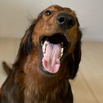 Harry 🐾 - @harry.dachshund - Instagram