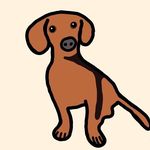 Harry 🌭 - @harry.mydachshund - Instagram