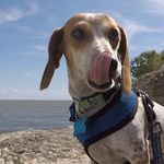 Harry_dachshund - @harry_dachshund - Instagram