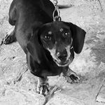 Harry - @harry__dachshund_ - Instagram
