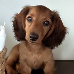 Harry mini dachshund - @harry_minidachshund - Instagram