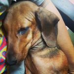Harry Prasetyo - @harry_von_asterix_dachshund - Instagram