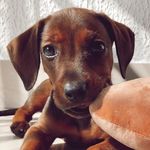 Harry the dachshund - @harrythedachshund_ - Instagram