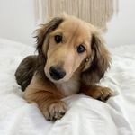 Harry the dachshund - @harrythedachy - Instagram