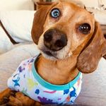 Harry the Dapper Dachshund - @harry_the_dapper_dachshund - Instagram