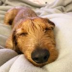 Harry The Happy Dachshund - @harrythehappydachshund - Instagram