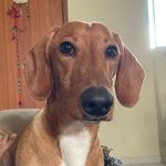 Harry Vision | Dachshund - @harrythedach_ - Instagram