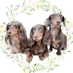 HARRY.ALASKA&ULISSE ♡ - @alaska.harrythedachshunds - Instagram
