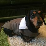 Harry.Dachshund - @dachshund._.harry - Instagram