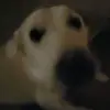 harrydamfgoat - @e.n.v.0.y - TikTok