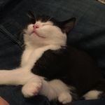 Harry Dawe - @harr_cat_2018 - Instagram