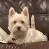 harry the westie - @harrydawestie_ - TikTok