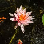 Harry Deng - Facebook