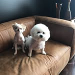 Harry 3 Dewey - @harry_and_dewey - Instagram