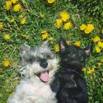 Harry Dodge - @diary_of_a_schnauzer - Instagram