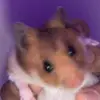 Harry Dominguez - @harry.dominguez4 - TikTok