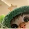 Harry dowding - @harry.dowding0 - TikTok