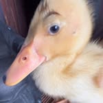 Harry Dowds - @harrydowds - Instagram